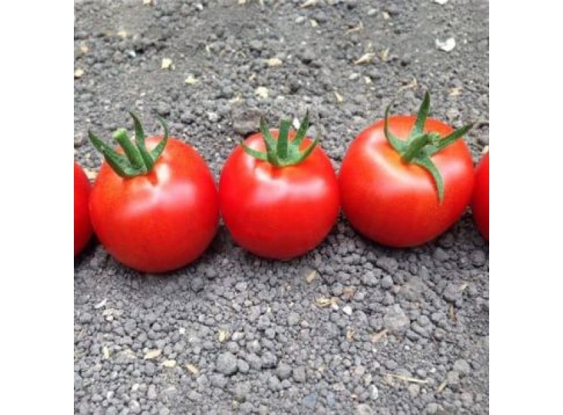 Семена томата индетерминантного блейз (1617 F1), ранний новинка!!!, (1000 сем.) Lark Seeds